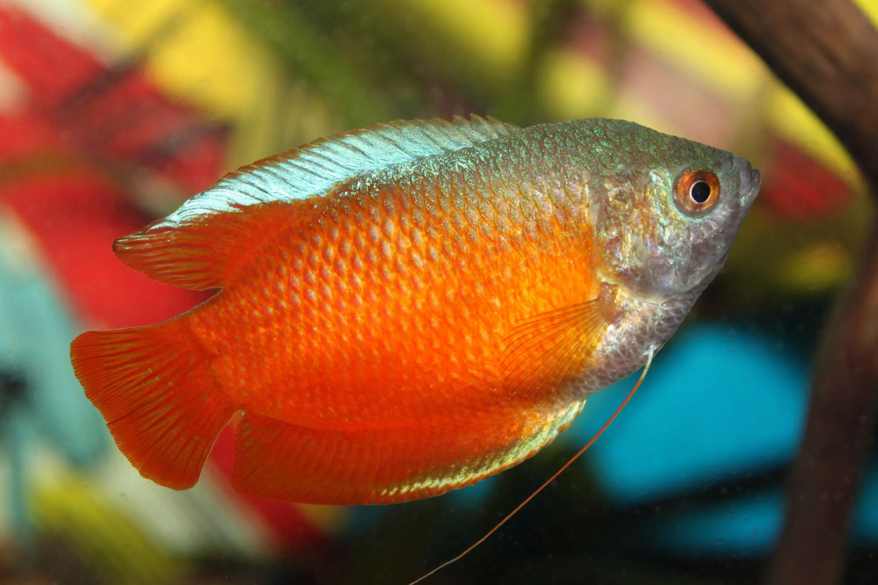 Flame Dwarf Gourami